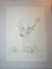 Stag Deer