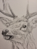 Stag Deer