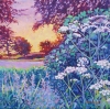 Afternoon Light