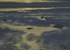GOLDEN DAWN