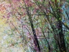 Arrival of Autumn
