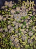 Purple Daisies watercolour painting 