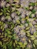 Purple Daisies watercolour painting 