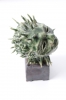 Cactus Man (After Odilon Redon)