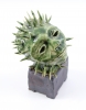 Cactus Man (After Odilon Redon)