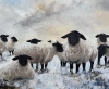 Black Face Suffolk Sheep in Snow