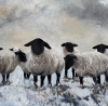 Black Face Suffolk Sheep in Snow