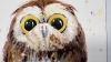 Charming owlet