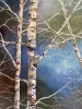 Silver Birch