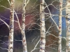 Silver Birch