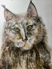 : “Guardian of the Silent Forest” – Original Watercolor Lynx Portrait (A4)