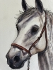 HORSE HEAD