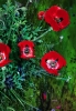 SPOTTED POPPIES