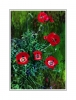 SPOTTED POPPIES