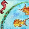 Lyretail Anthias Fish