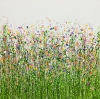 Meadow Cascade 