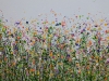 Meadow Cascade 