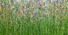 Meadow Cascade 