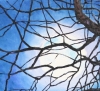Tree in Moonlight