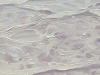 Ocean Dreaming
