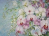 Blossoming Orchids