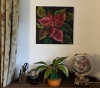 Star Poinsettia