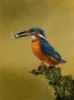 The Catch