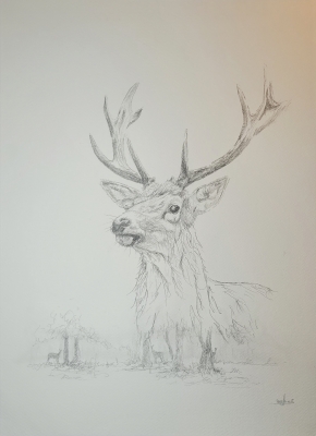 Stag Deer
