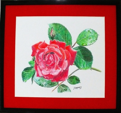 Red Rose