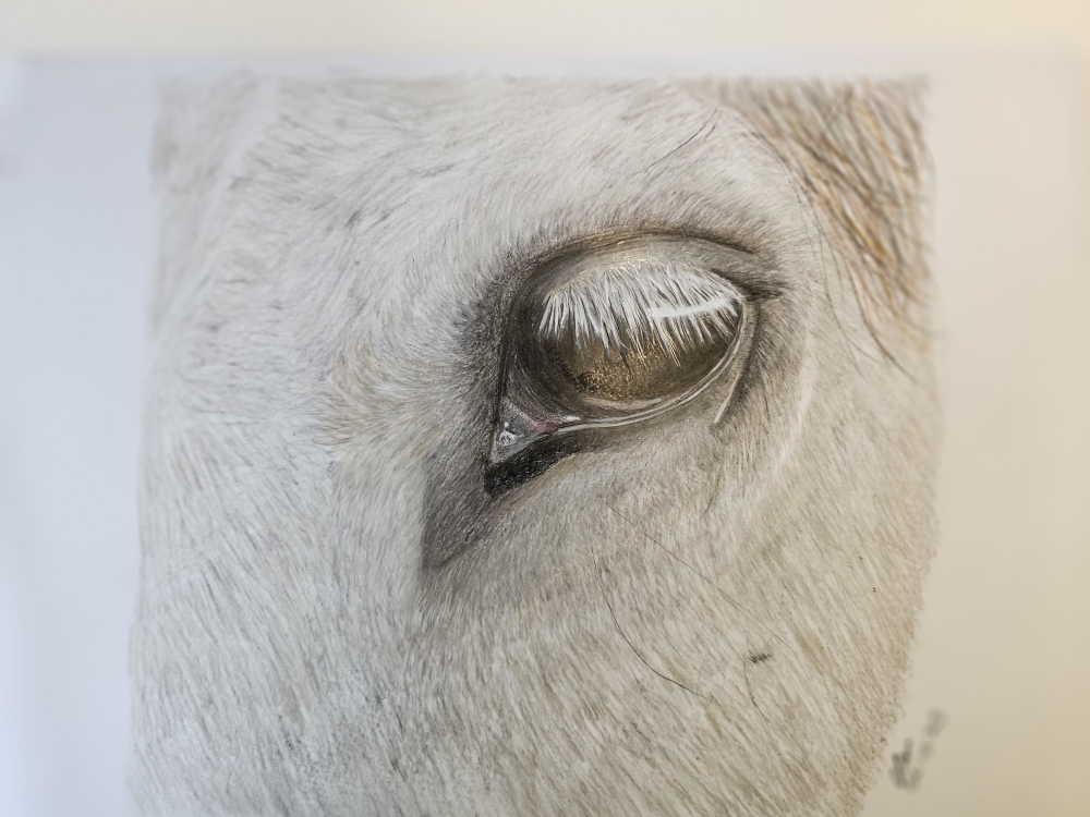Ponys Eye
