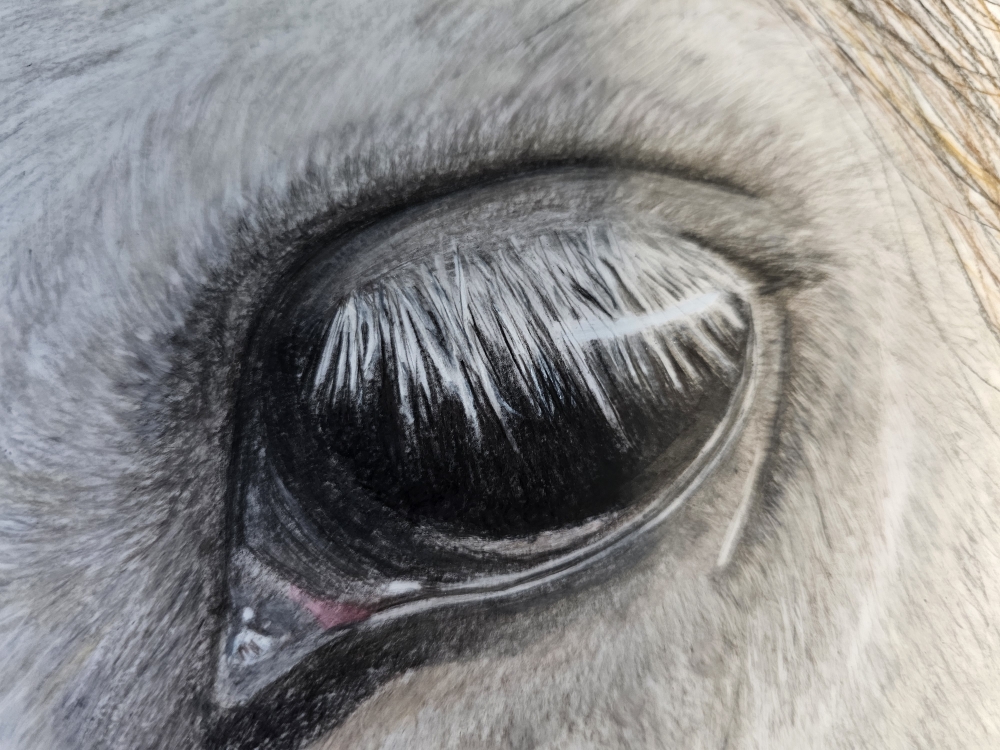 Ponys Eye