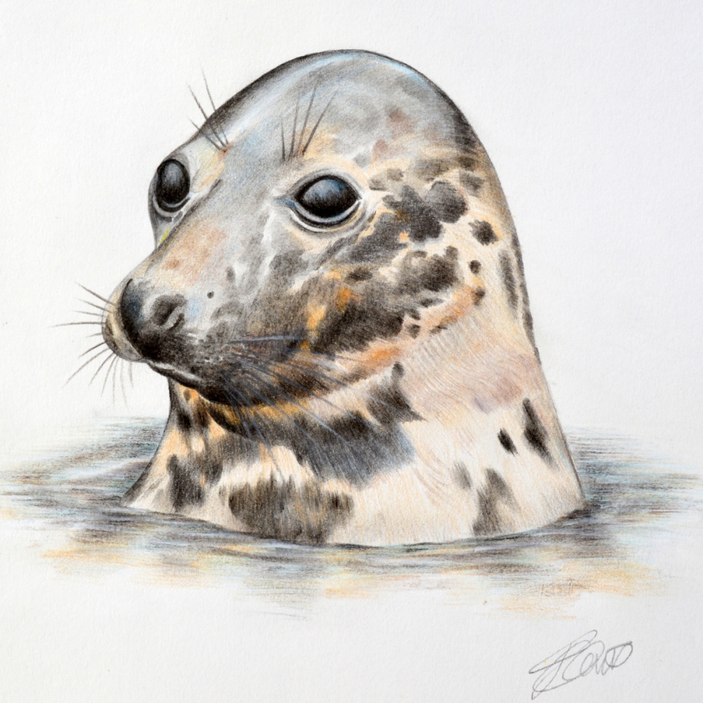 Grey Seal