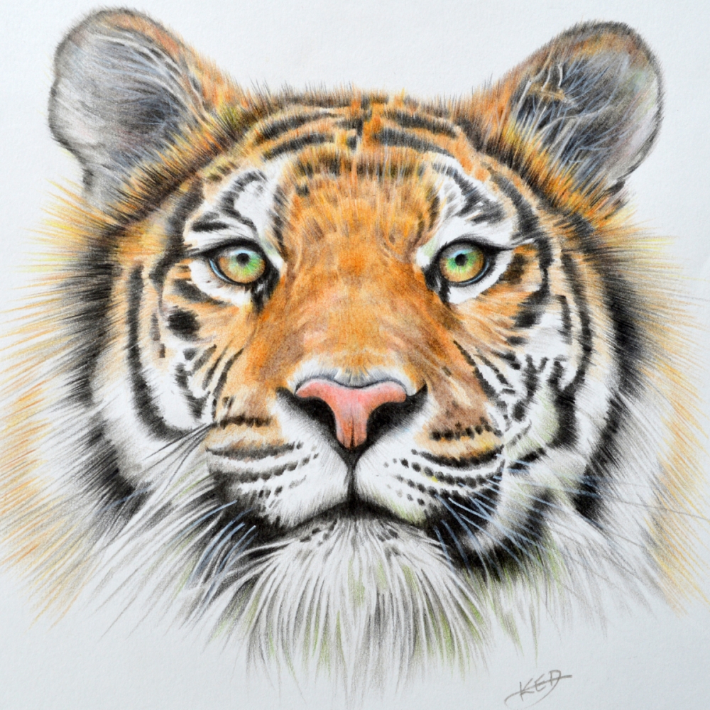 Tiger Burning bright