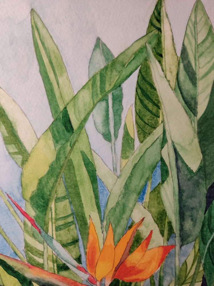 Bird of Paradise flower in watercolour 
