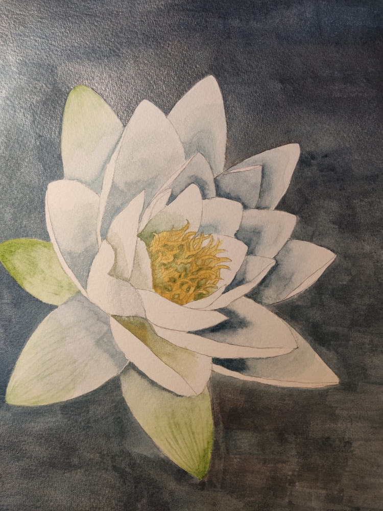 Single white waterlily watercolour 