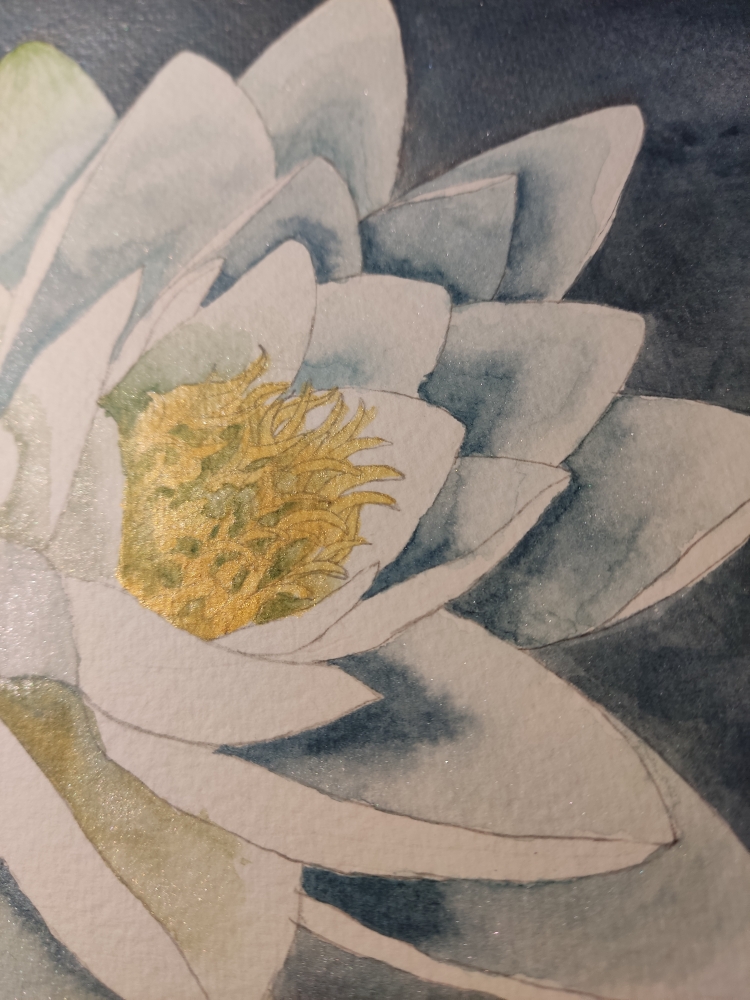 Single white waterlily watercolour 