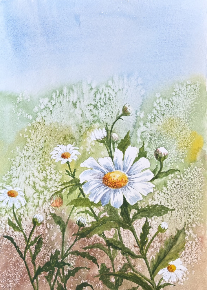 WILD DAISY