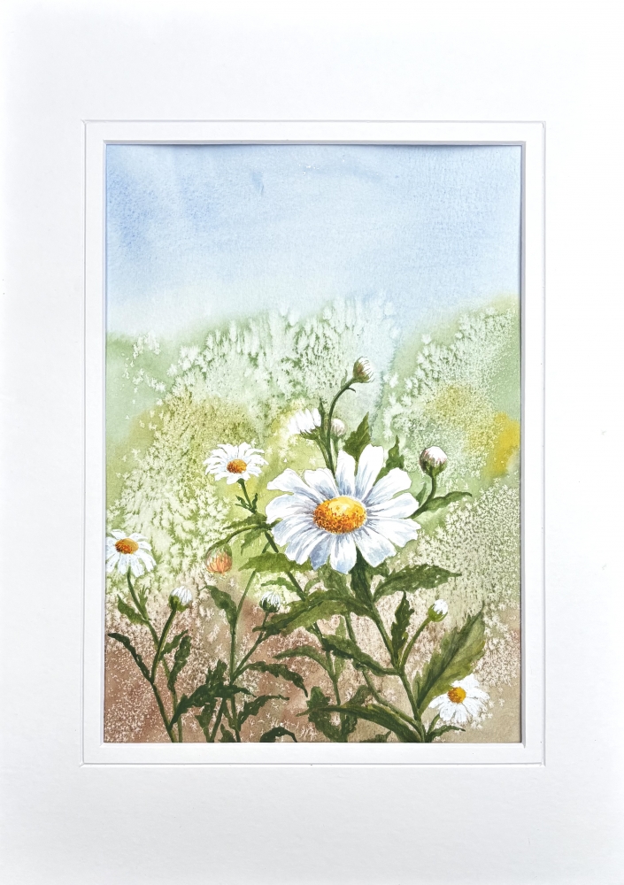 WILD DAISY