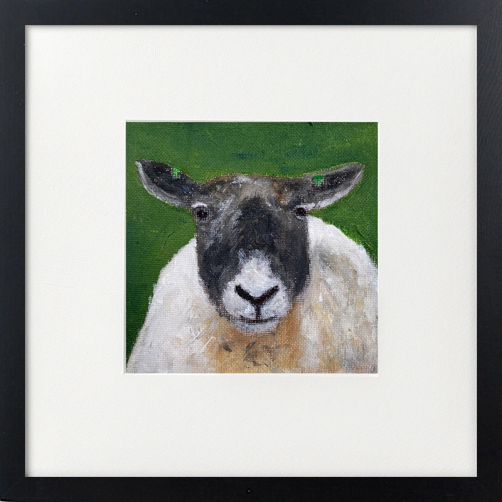 Three sheep framed