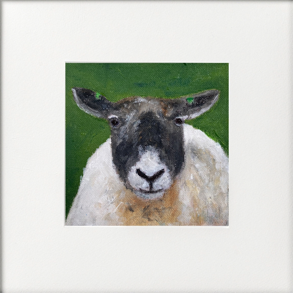 Three sheep framed
