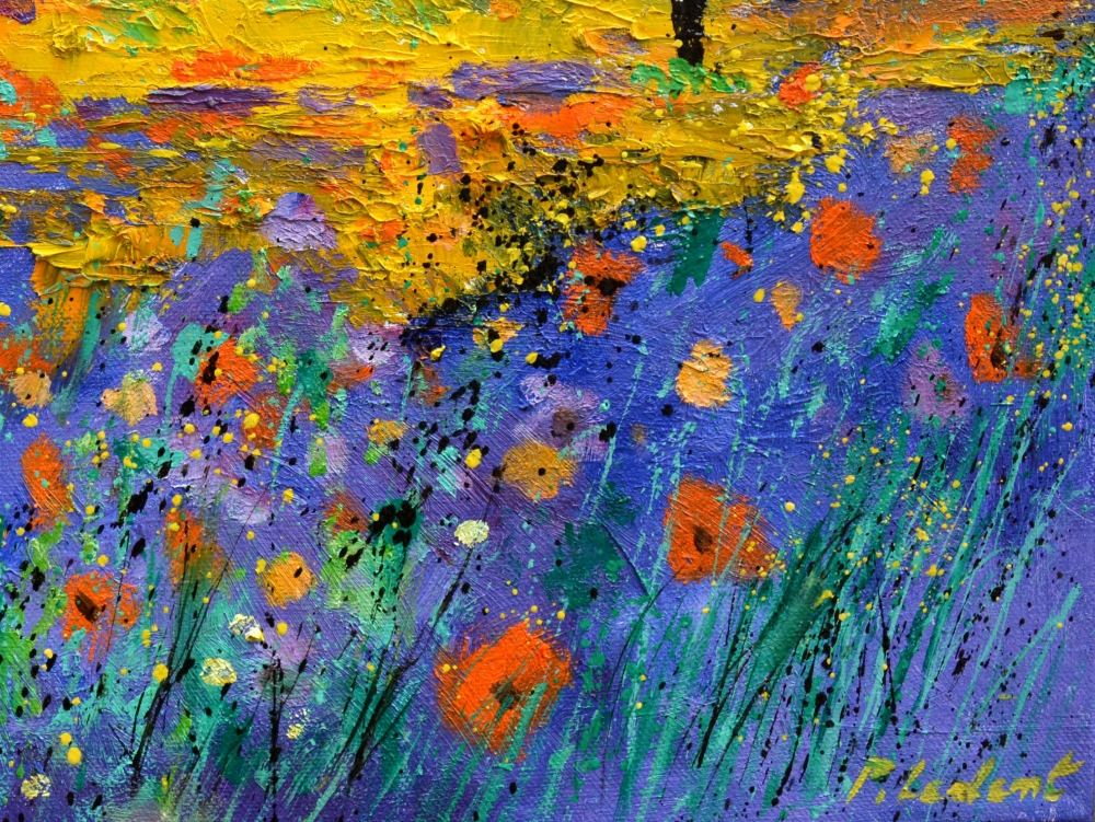 poppies in provence