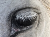 Ponys Eye
