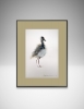Lapwing #2