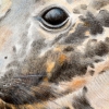 Grey Seal