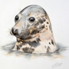 Grey Seal