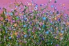  Confetti Blush Meadows