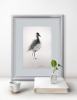Lapwing #2