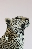 Focus, original Leopard painting