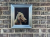 Horse portrait