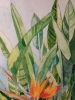Bird of Paradise flower in watercolour 